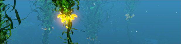 20150418_SN_Kelp.jpg