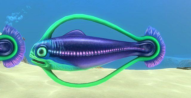 Hoop_Fish_in_game.jpg