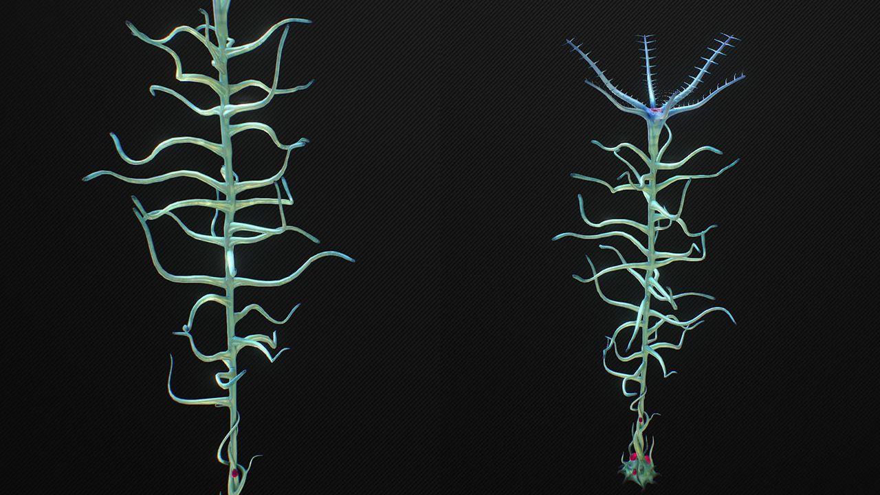 20150710_SN_ModelPost_BloodKelp.jpg