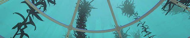 vines_small.jpg