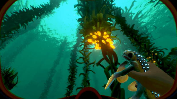 Swimming through the kelp forest